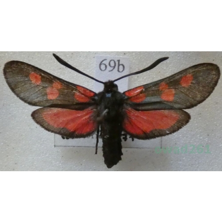 Zygaena trifolii (Esper, 1783) Kraśnik pięcioplamek Czech69b